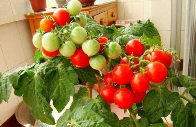 万万没想到，阳台盆栽西红柿，还能结这么多果子，只用了“5招”
