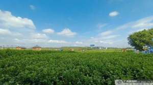 广西香菇种植基地(横州市：“高质、高效、高科技”发展茉莉花产业)