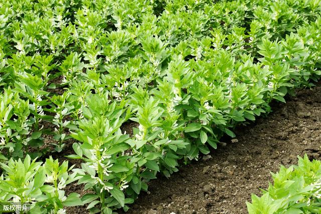 农业种植：蚕豆栽培法，来这里教你怎么提升种植产量