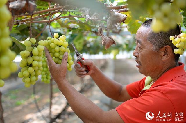 生态种植科学管理 小葡萄带来大收益