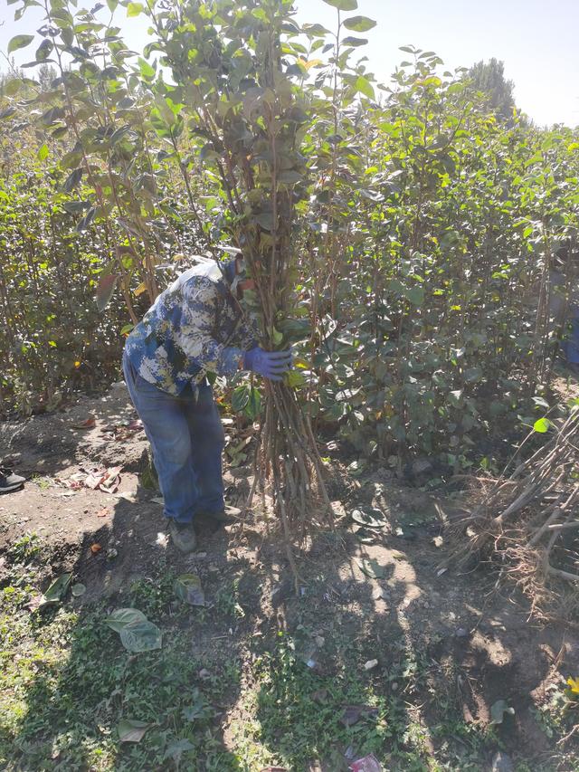 如何栽植好山农酥梨树 讲解山农酥梨苗的栽植要求