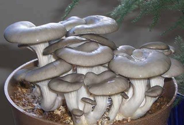 在家盆栽“蘑菇”，直接种桶里，1桶变10桶，10天一茬，吃不完
