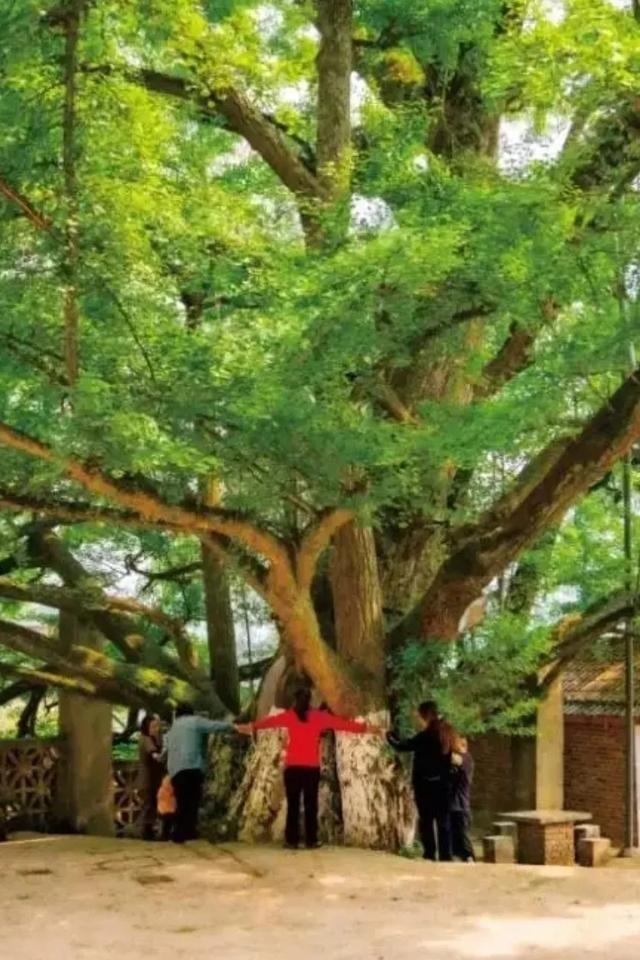 重庆江津区：重庆稀有的最古最大的银杏树，被称为千年“银杏王”