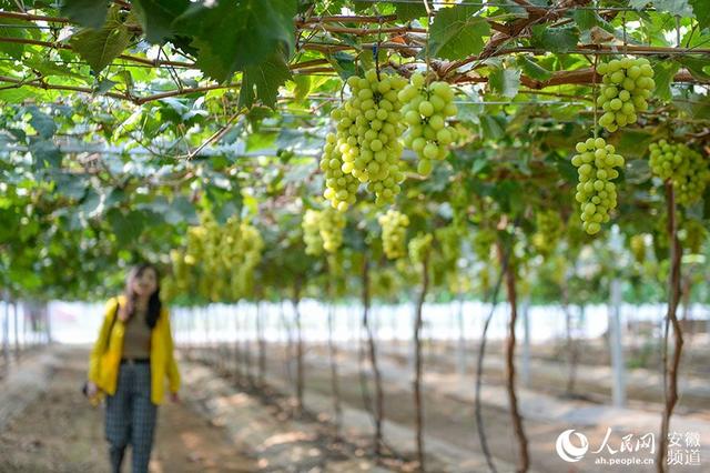 生态种植科学管理 小葡萄带来大收益