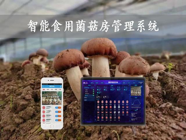 智能食用菌菇房管理系统，物联网方案应用，打造菌菇种植工厂