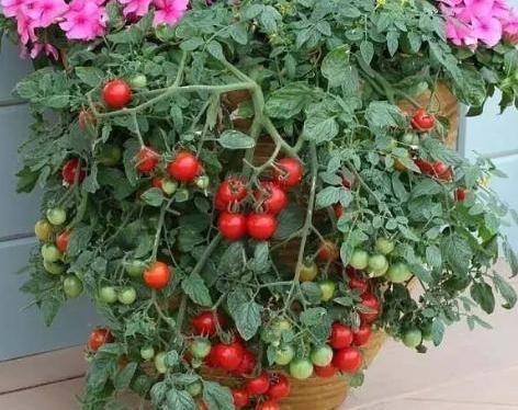 万万没想到，阳台盆栽西红柿，还能结这么多果子，只用了“5招”