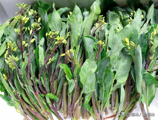 揭阳地区的芥蓝薳是潮汕人十分喜欢吃的青菜，你吃过吗？