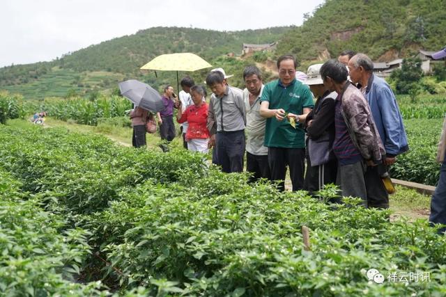 祥云：农民院士科技服务站助力小米椒产业发展