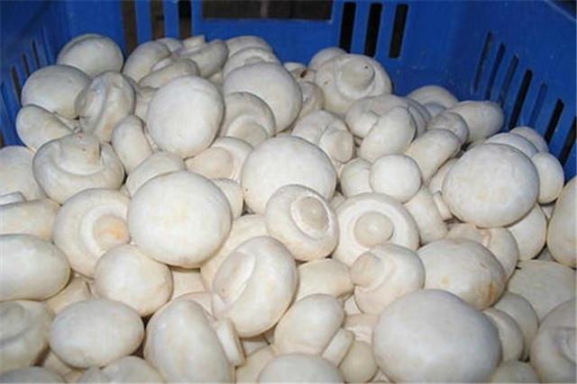蘑菇高效优质栽培技术要点，及推广建议，相关工作人员不妨看看！