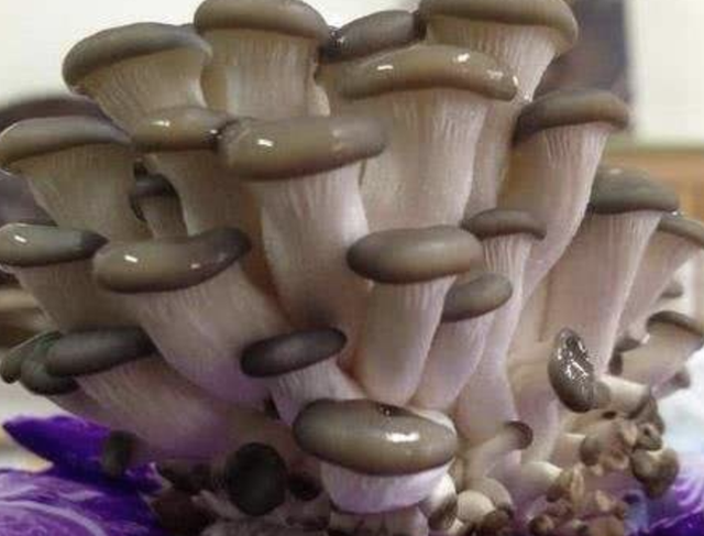 在家盆栽“蘑菇”，直接种桶里，1桶变10桶，10天一茬，吃不完