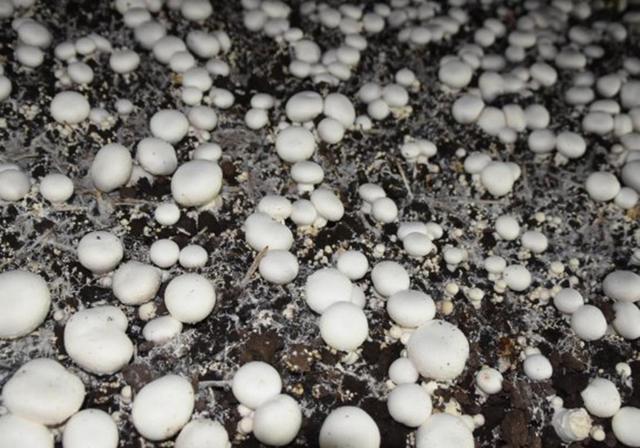 关于栽培双孢菇，下面几个问题你得知道，掌握好栽培很简单