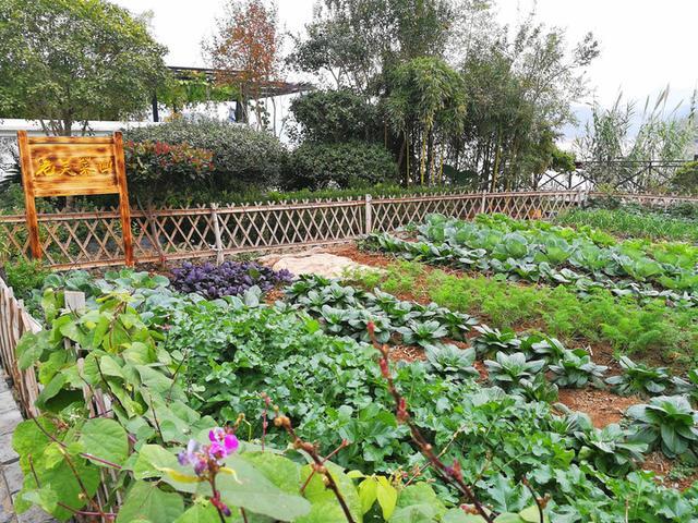 农村自家小菜园，做好这3点，也可以种出无公害蔬菜