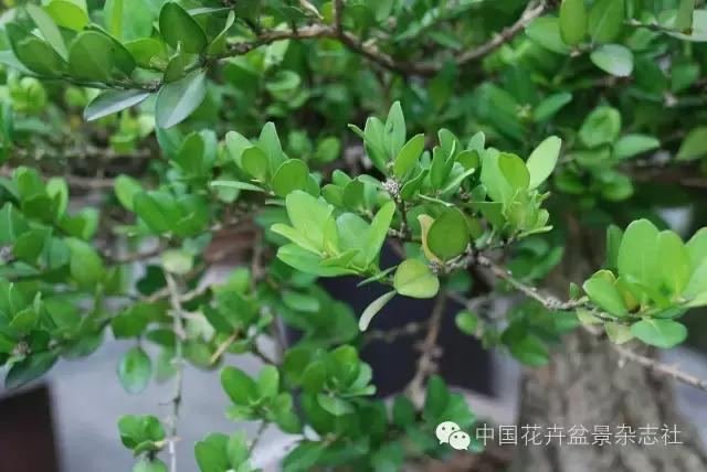 细说黄杨盆景——关于生长特性与日常养护