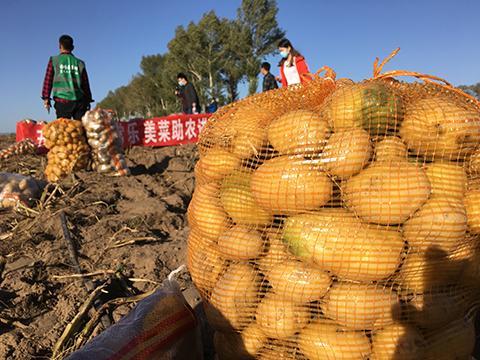 河北围场土豆丰收，美菜网将采购1000万斤助农户打开销路