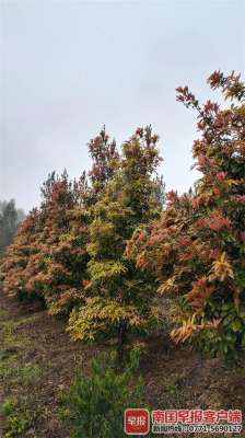 广西黄花梨树种植(1000万株以上广西将种植乡土珍贵树种，“价值”和“颜值”并存)