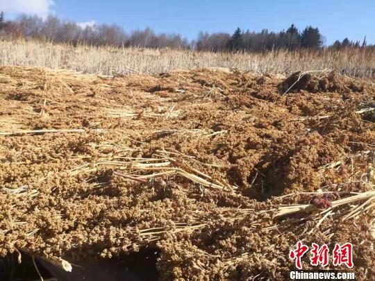 甘肃甘南首次引进藜麦种植 “洋庄稼”拓藏区民众致富路