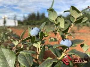 云南树莓种植基地(从蓝蓝梅到树莓，打造高原高科技特色农业 石林万家欢·蓝莓庄园成农旅融合的典范)