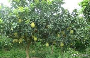 柚子的种植方法(柚子的种植管理技巧)