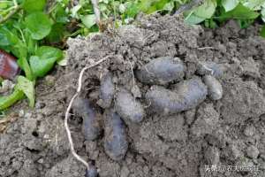 黑土豆怎么种植(亩产5000斤，长得似黑炭，富含花青素，5元1斤却被质疑是转基因)