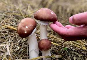 红菇如何种植(大红菇实用栽培技术分享，手把手教你学会栽培大红菇)