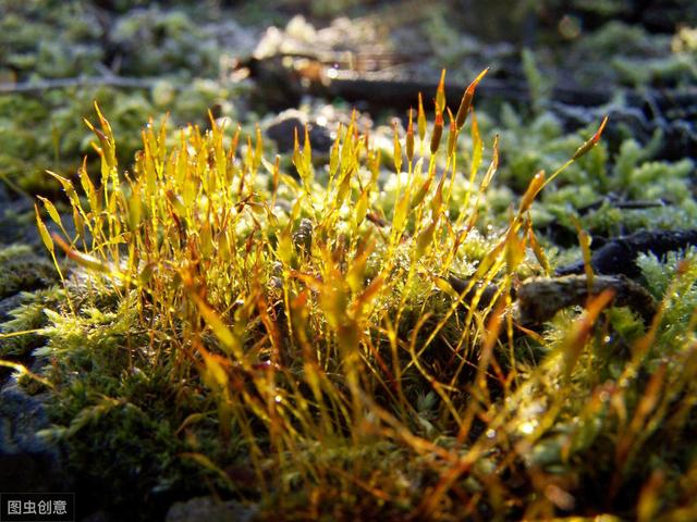 为什么你的苔藓总养不活？全面认识和了解夏天苔藓的养护