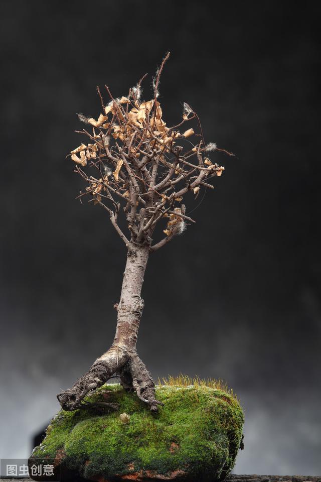 为什么你的苔藓总养不活？全面认识和了解夏天苔藓的养护