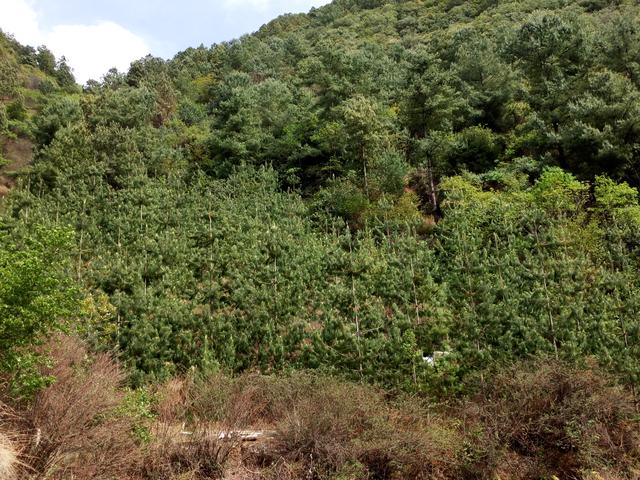 国家一级重点保护野生植物五针白皮松累计移植成活逾3000株