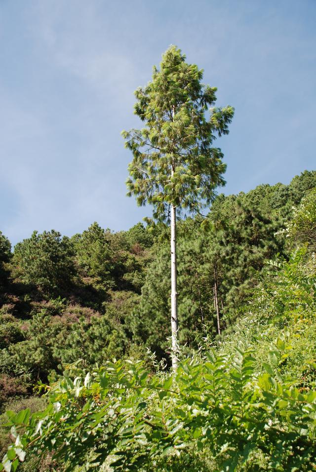 国家一级重点保护野生植物五针白皮松累计移植成活逾3000株