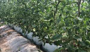 柿子种植成本(低成本无土栽培，蔬菜种在袋子里，每亩用1000个，很方便)