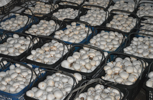 双孢菇培养料二次发酵栽培技术，温度要掌控好，看看老农怎么做