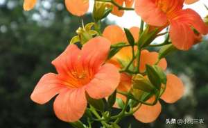 水莲种植方法(小何三农：红花倒水莲种植有技巧，与您分享红花倒水莲的种植经验)