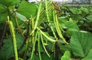 种植绿豆的生长过程(绿豆高产栽培技术)