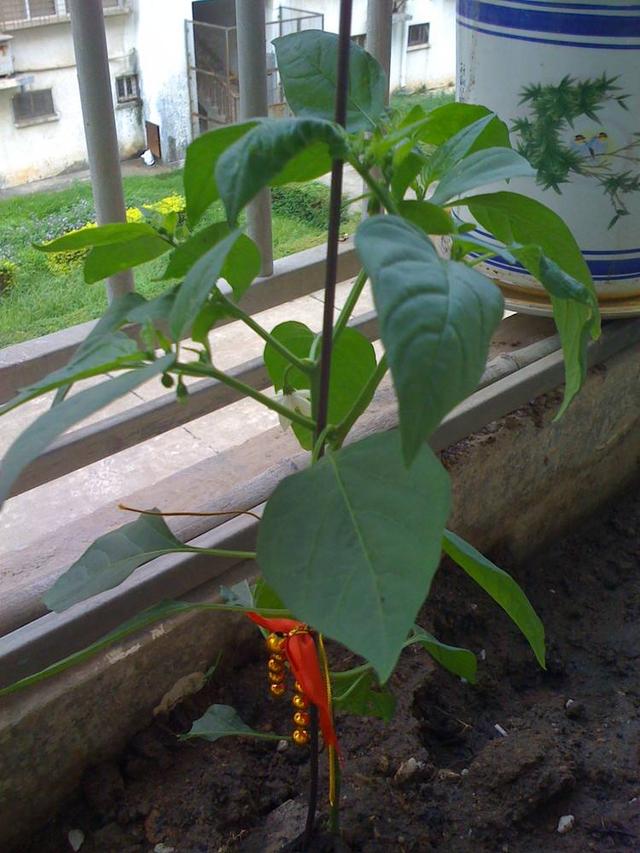 阳台盆栽辣椒种起来，10天发芽，夏天结满果实，够一家人吃！
