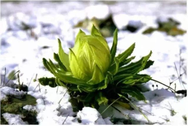 天山名贵“雪莲花”，盆栽养护“4大诀窍”，能养好的都是大神