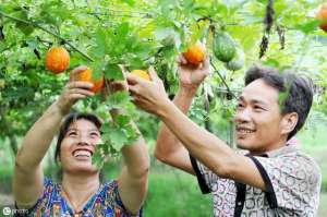 瓜蒌种植方法(江苏省沿海地区食用瓜蒌栽培技术规程)