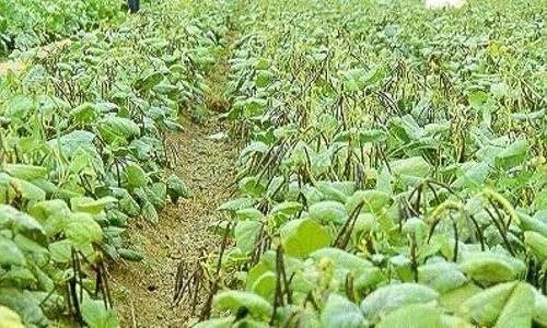 绿豆高产栽培技术