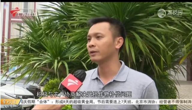 广东德庆村民农田种植7年400棵肉桂被清理铲除，主任称是误砍