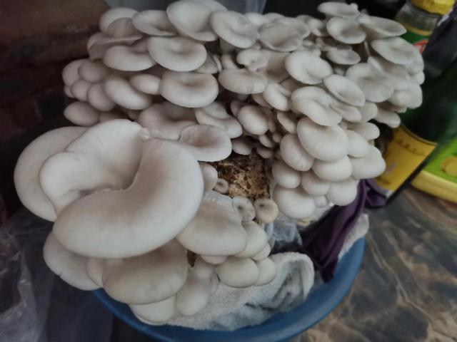自家种植蘑菇
