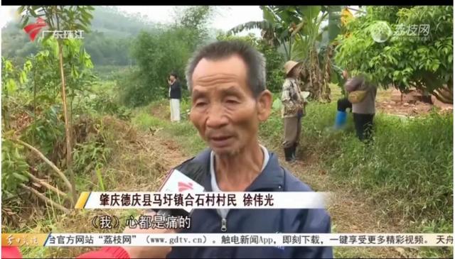 广东德庆村民农田种植7年400棵肉桂被清理铲除，主任称是误砍