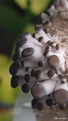 平菇怎么种植方法家种(蘑菇种植记，在家也能种出蘑菇，让你的餐桌添道美味)