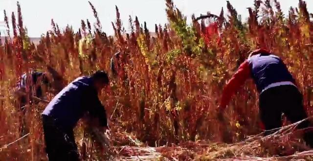 我国最大县域藜麦种植基地——武川县10余万亩藜麦喜获丰收