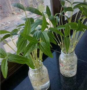 绿豆种植过程图片(7粒“绿豆”丢水里，10天长出“小盆栽”，比绿萝、发财树漂亮)