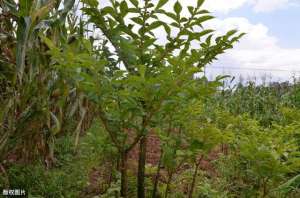 林下种植魔芋(魔芋种子林下繁殖栽培技术，掌握以下科学有效的方法，增加产量)