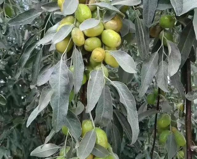 沙枣树种植技术