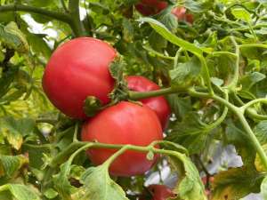 小番茄的种植图片大全(番茄低成本无土栽培，株行距多少合适？看看我们的方法)