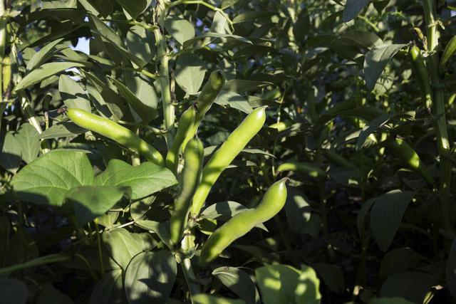 反季节鲜食蚕豆种植，这个技术是国内顶尖的，来学学吧