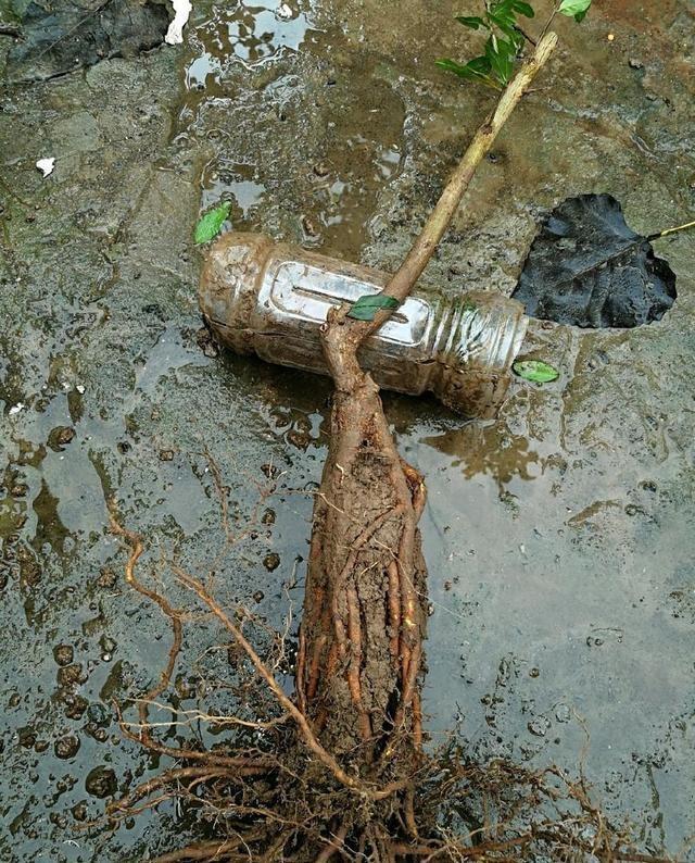 石榴根系难“附石”，用个塑料瓶来养养根，是老花匠称赞的技法
