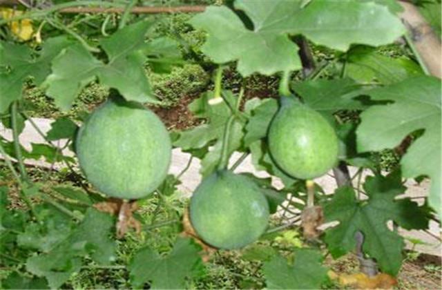 瓜蒌怎么种植？主要的病虫草害有哪些？该怎么绿色防控？