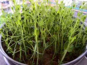 芽苗菜种植过程(一个盆，一碗豆子，6天长出绿油油芽苗菜，简单美味，够一家人吃)