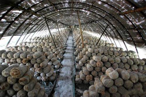 草菇栽培技术，高产的关键因素要掌握，很实用的技巧